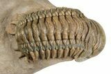 Crotalocephalina, Paralejurus & Reedops Trilobite Association #189984-1